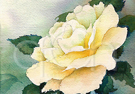 Original watercolor painting of an open yellow rose highlighted with warm light.